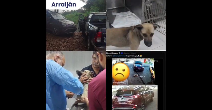 Policía Nacional ubica a conductora que atropelló a un perro en una estación de combustible