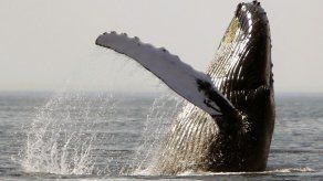 Estudio: Ruido altera hábitos alimenticios de ballenas