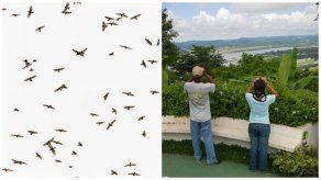 ¿Por qué se realizan conteos de aves playeras y rapaces en Panamá?