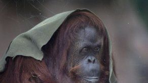 Comienza cambio de zoo de Buenos Aires a parque ecológico