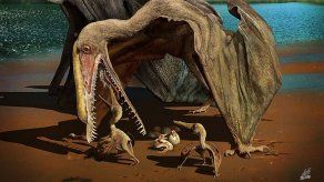 Cientos de huevos fósiles revelan los secretos del pterosaurio