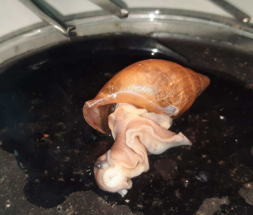 MIDA anuncia que Panamá está libre del caracol gigante africano.