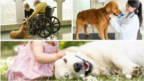 Los perros son capaces de detectar enfermedades