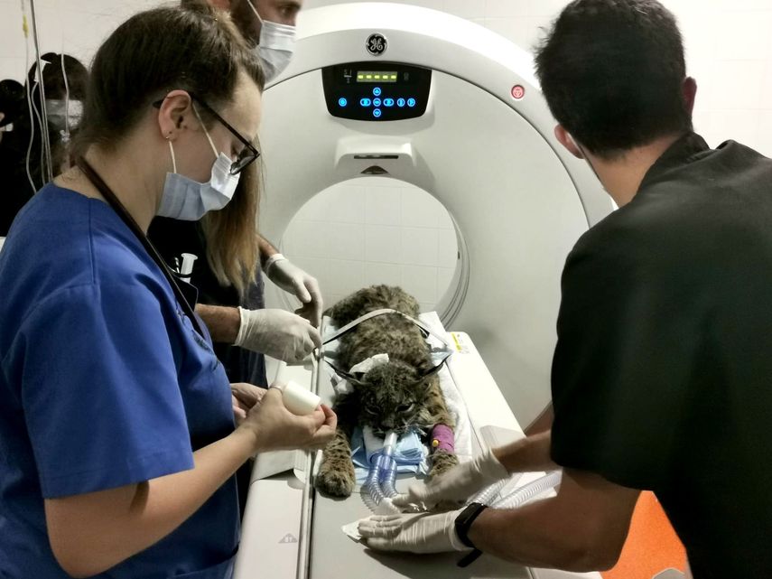 Clínica de Fauna Silvestre de MiAmbiente