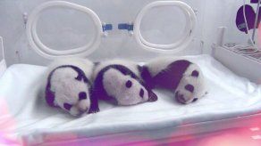 Únicos pandas trillizos del mundo