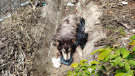 Policía Nacional rescata perro con signos de maltrato Policía Nacional rescata perro con signos de maltrato