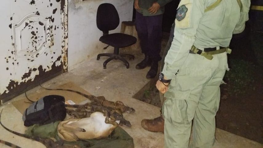 MiAmbiente aprehende a ciudadano tras capturar iguanas y venados en área protegida.