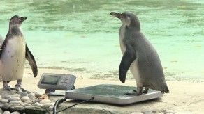 Los escurridizos animales del zoo de Londres y su pesaje anual