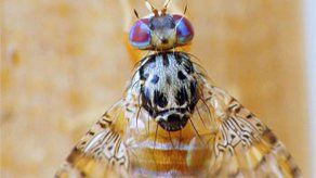 Identifican un nuevo gen importante para los ritmos diarios saludables