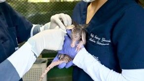 Animales silvestres como mascotas, amenaza para la fauna en Colombia