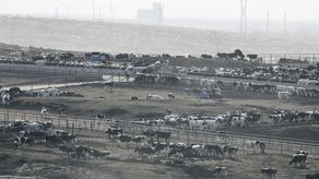 Las autoridades agrícolas de Kansas dijeron que no hay indicios de ninguna otra causa.