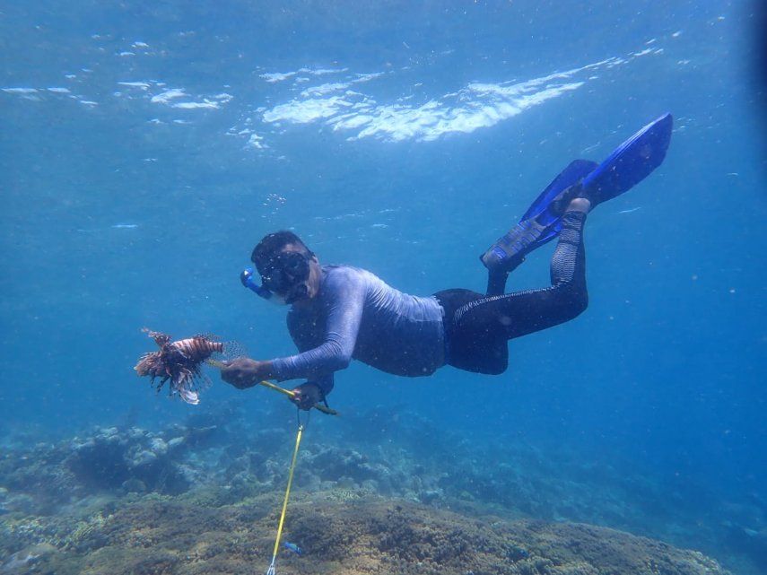 Estos ejemplares se han hecho famosos y exóticos por la dañina invasión que están llevando a cabo en el mar Caribe y que se extiende hasta Norteamérica.