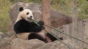 El panda gigante Bao Bao deja Washington y se traslada a China