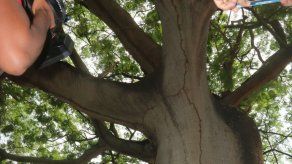 Panamá recibirá el galardón Innova Ciudad por la iniciativa del Plan de Arborización