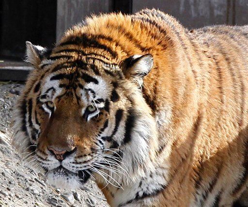 Un tigre es abatido tras matar a su cuidadora en un zoo alemán