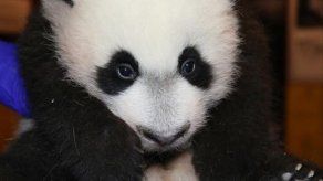 Ganadores de concurso en Instagram conocerán a un bebé panda