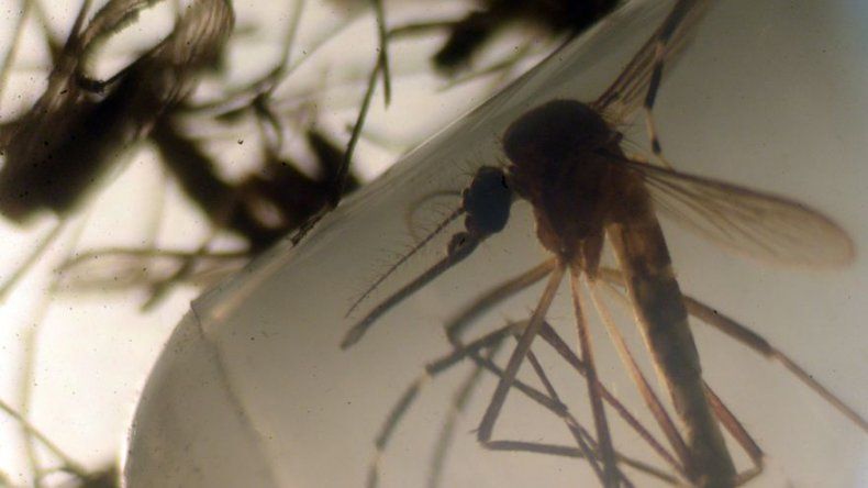 La edición genética puede controlar el mosquito del zika, según un estudio