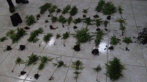 PN decomisa 38 plantones de marihuana en una casa en Arraiján PN decomisa 38 plantones de marihuana en una casa en Arraiján