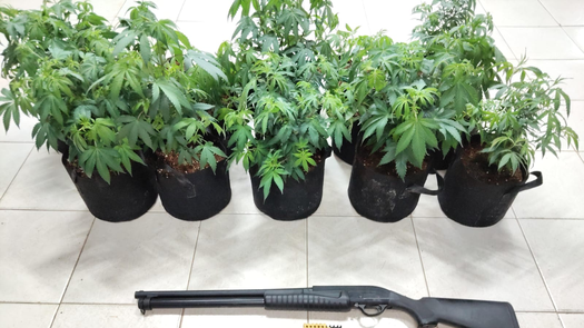 Decomisan plantones de presunta marihuana en Vacamonte.