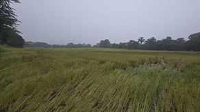 ISA reporta 188 hectáreas afectadas por inundaciones