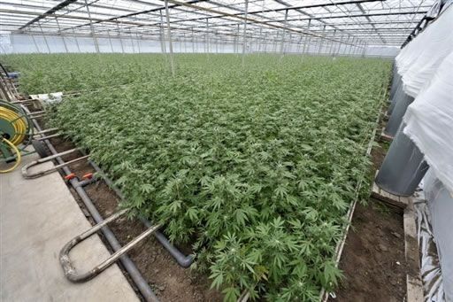 Jamaica autoriza cultivo de marihuana a una empresa privada por primera vez