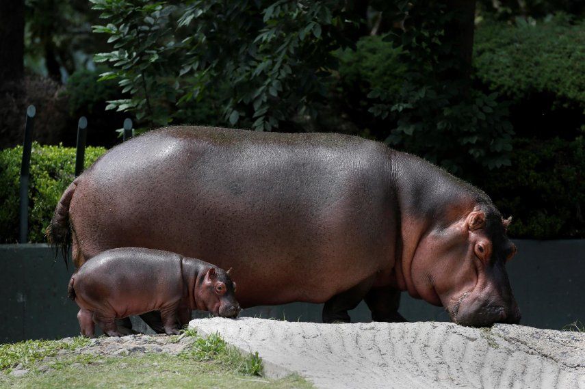 Una cría de hipopótamo de río (i) camina junto a su madre (Choeropsis liberiensis) en el zoológico de Guadalajara.