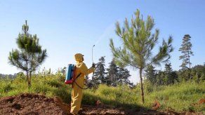Premian a finca guatemalteca por su exitosa experiencia en el manejo forestal