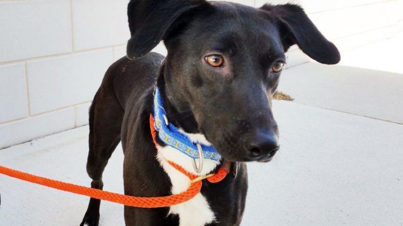 Programa de rehabilitación da nueva oportunidad a perros