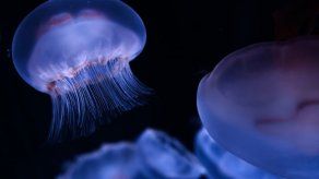 Descubren por qué los corales y anémonas no se convierten en medusas