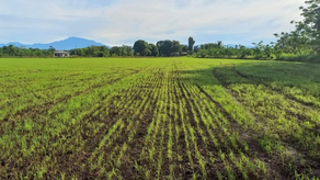 Siembra de arroz por el MIDA Siembra de arroz por el MIDA
