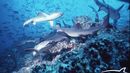 Tiburones con cocaína: el impactante hallazgo en Bahamas