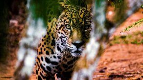 Lanzan fondo especial destinado a la conservación del jaguar a nivel comunitario