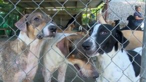 Albergues de perros y gatos reciben donación de alimentos