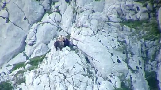 Pese a su tamaño superior, el oso murió en la pelea, informaron las autoridades, y la osa, herida, volvió a buscar al osezno.