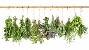 La clonación de plantas