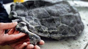 El fósil de la tortuga más antigua del mundo resistió al tiempo