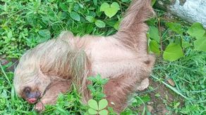 MiAmbiente rescata perezoso herido. MiAmbiente rescata perezoso herido.