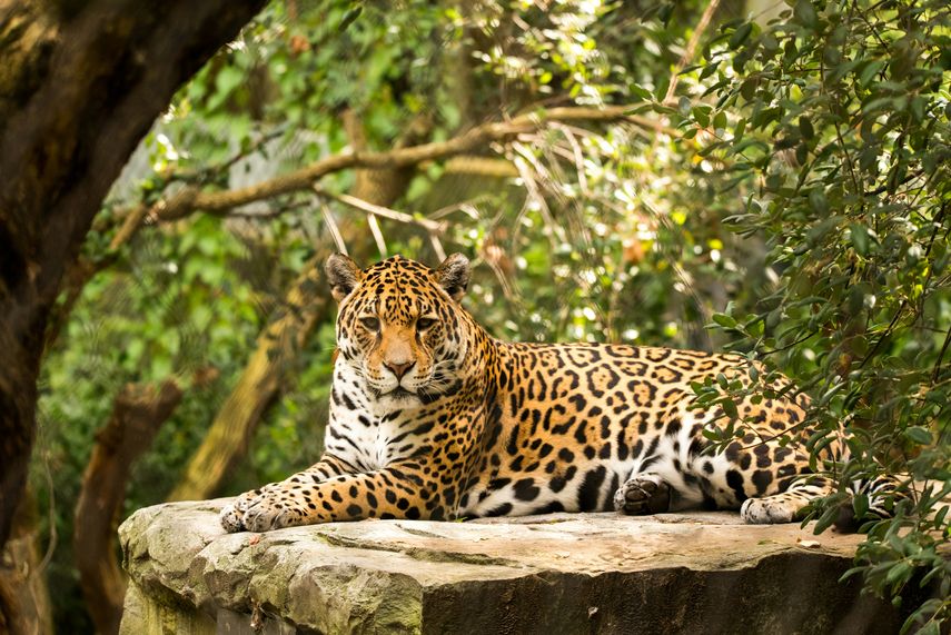 Panamá se convierte en el segundo país de la región con un censo nacional de jaguares