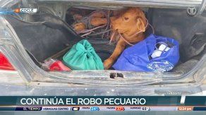 Cuatreros utilizan autos pequeños para transportar terneros hurtados en las fincas de Coclé