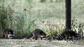 EEUU: Mapaches persiguen y atacan a mujer