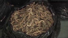 Incautan 20 mil caballitos de mar secos en Panamá