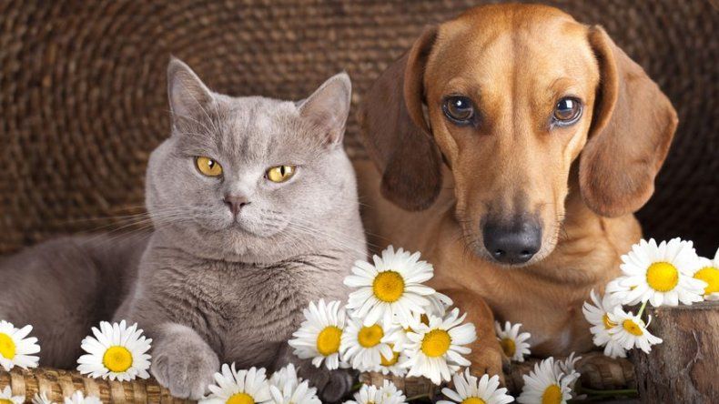 ¿Perros y gatos pueden vivir en armonía?