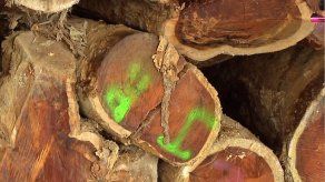 Interpol decomisa en Perú madera valorada en 20