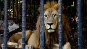 Muere el único león de Costa Rica a causa de fallas renales