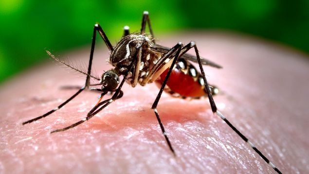 Minsa registra 121 casos de dengue en Las Garzas de Pacora