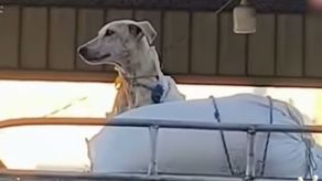Traslado de perro en el techo de un busito genera indignación.