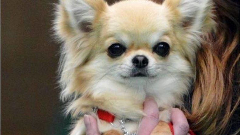 Pruebas de ADN para perros alientan las adopciones