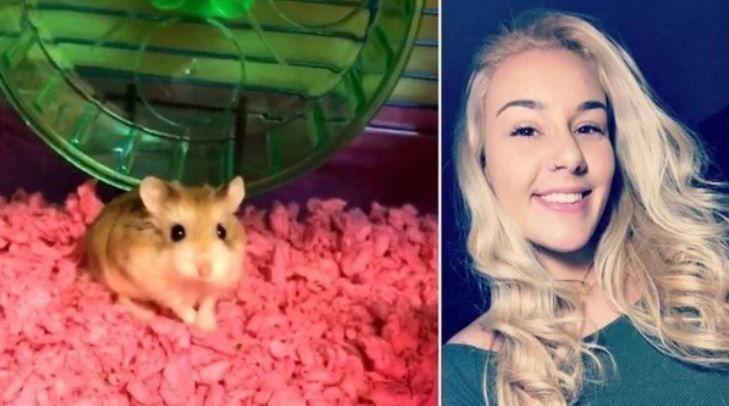 Florida: Echó a su hámster al inodoro porque le prohibieron subir al avión con él