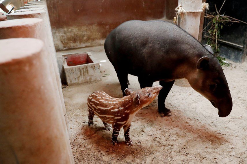 Vista de la primera cría de tapir nacida en el Zoológico La Aurora en Ciudad de Guatemala.