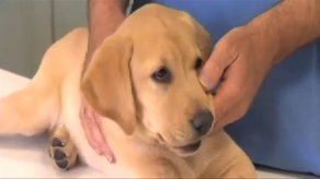 Nuevos medicamentos podrían ayudar a prevenir la displasia en perros